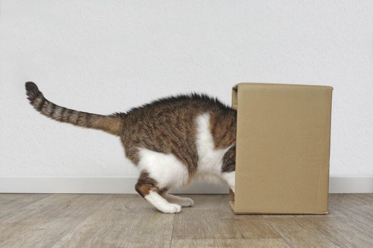 Read more about the article Moving House with a Cat: A Comprehensive Guide